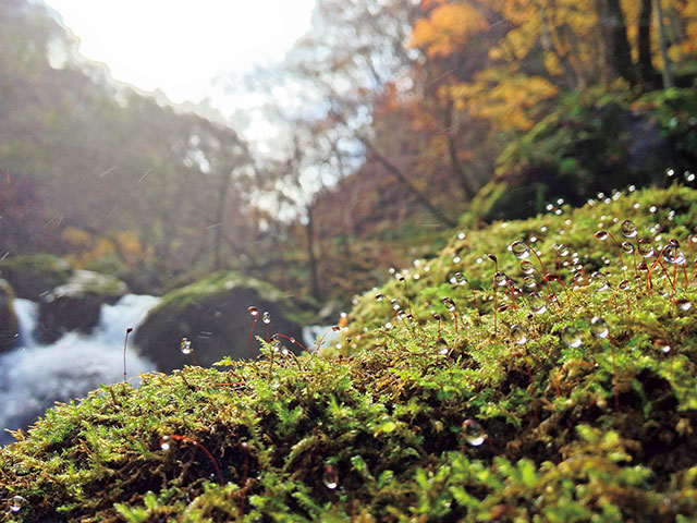 苔の上で神秘的に輝く水滴